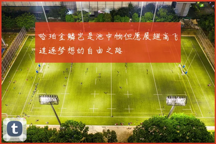 哈珀金鳞岂是池中物但愿展翅高飞追逐梦想的自由之路